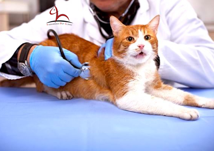 کلینیک دامپزشکی فرمانیه - انواع جراحی گربه