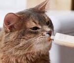Malt  -  خمير مالت -  Merycare